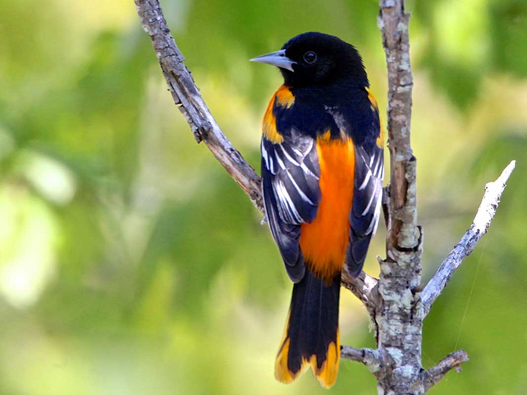 Balt Oriole