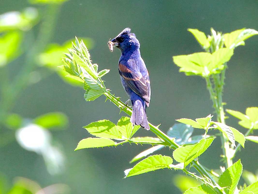 Blue Grosbeak