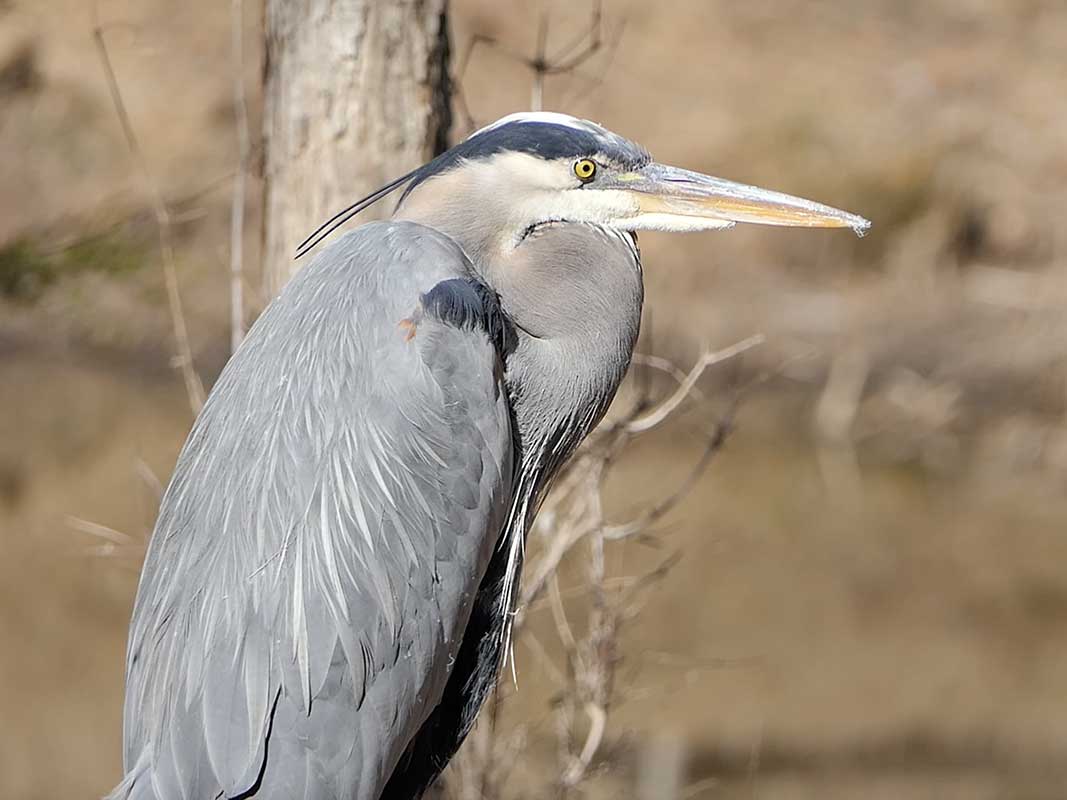 Blue Heron