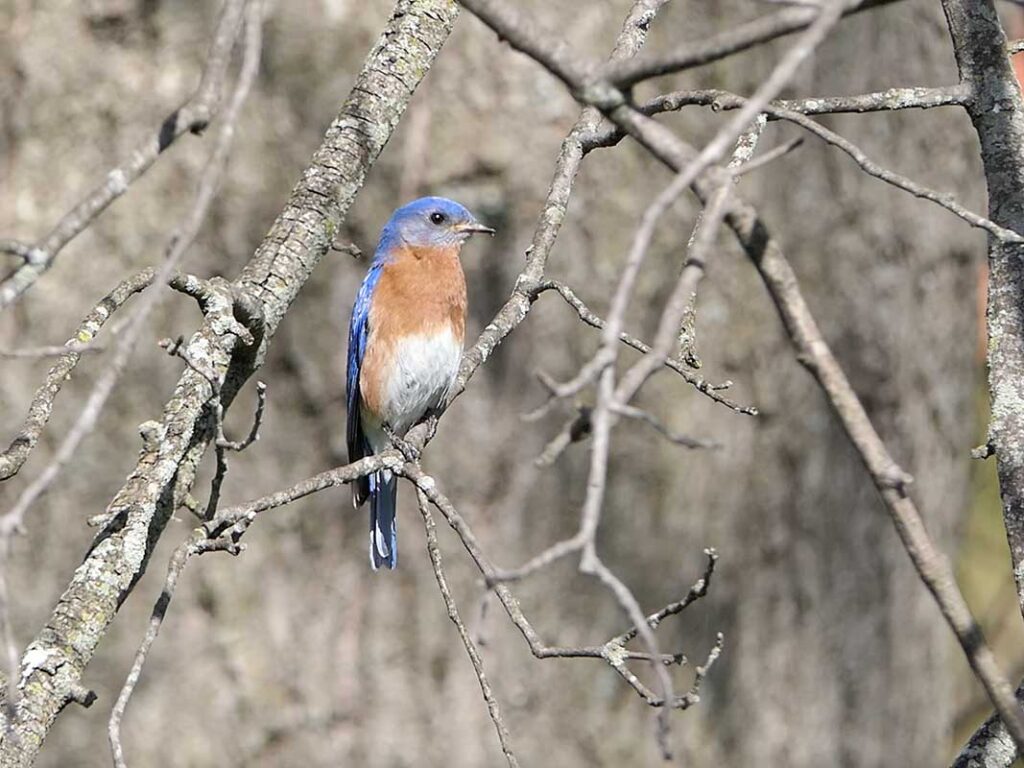 Bluebird