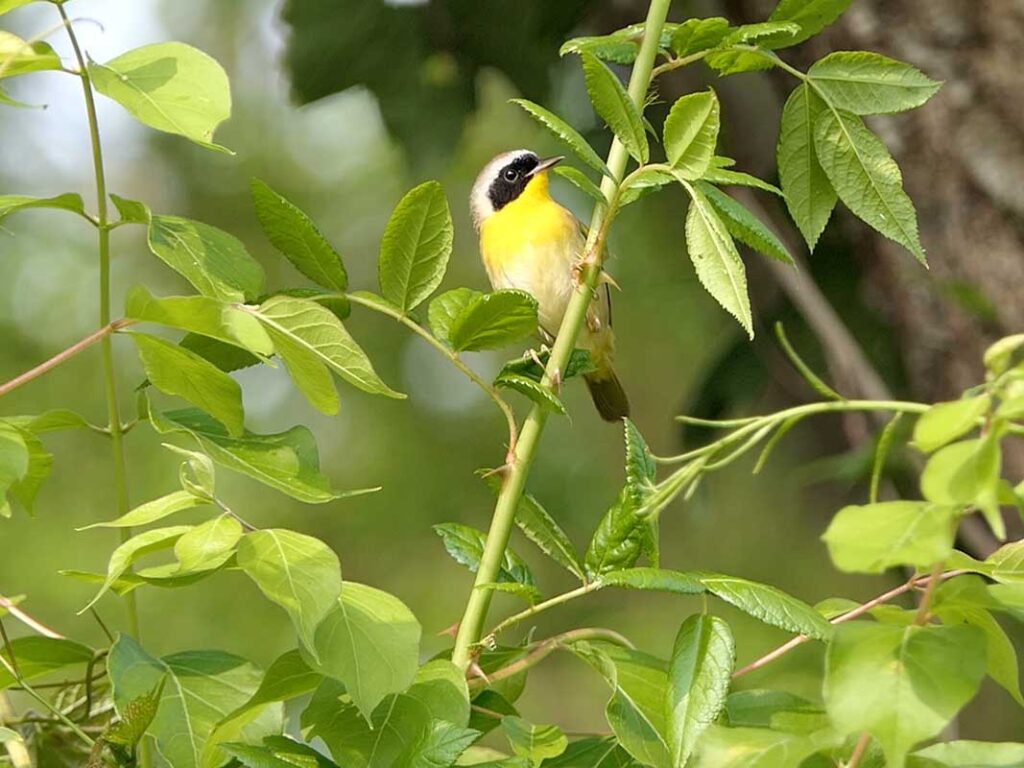 Common Yellowthroat