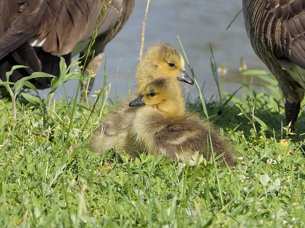 GoslingsGalleryPhotoBirdWalk