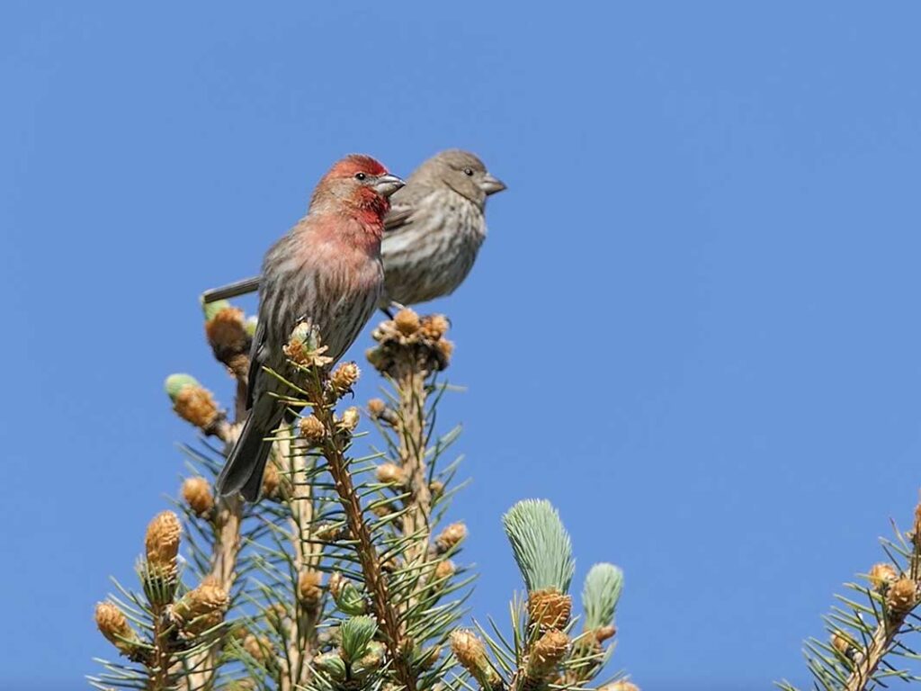 House Finches