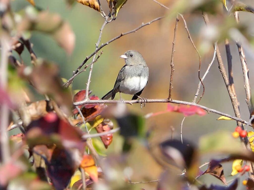 Junco