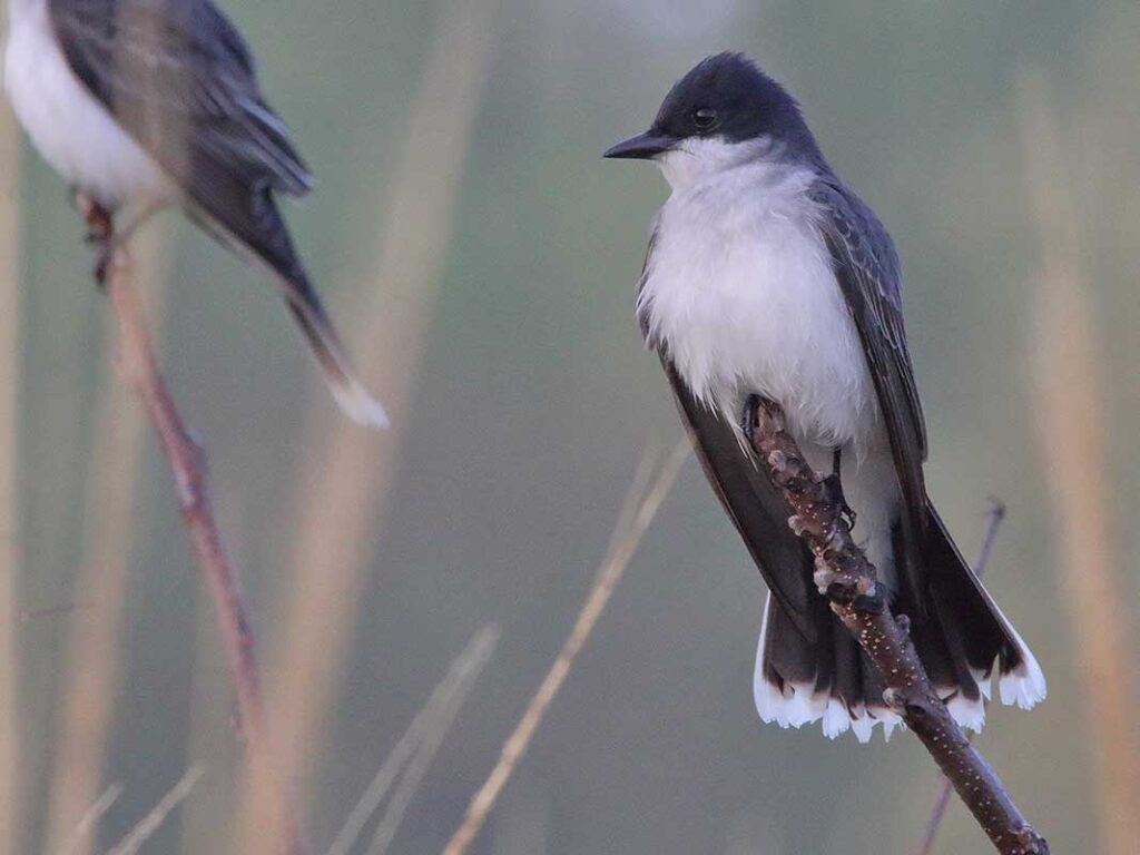 Eastern Kingbird