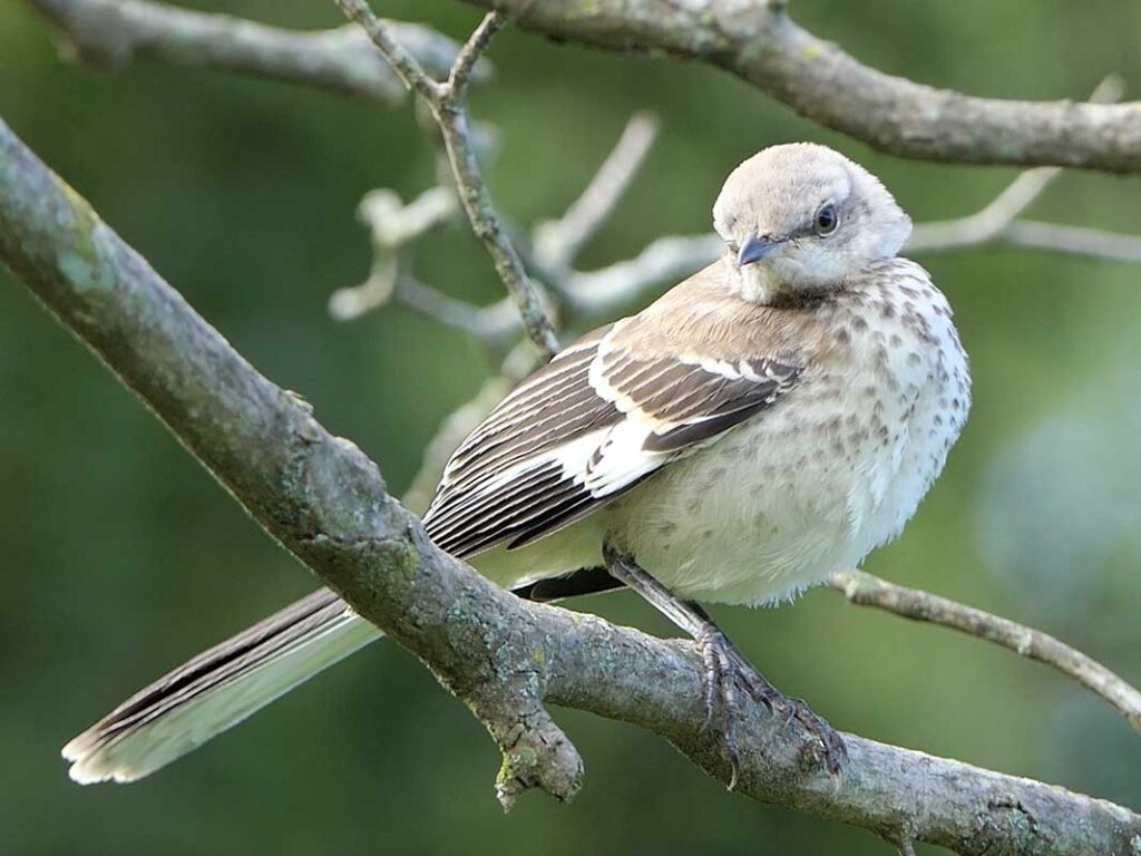 MockngbirdGalleryPhotoBirdWalk