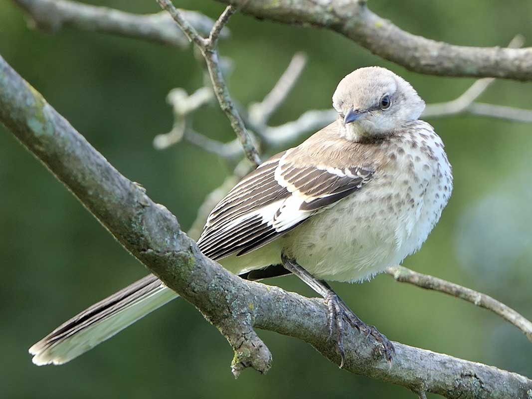 MockngbirdGalleryPhotoBirdWalk