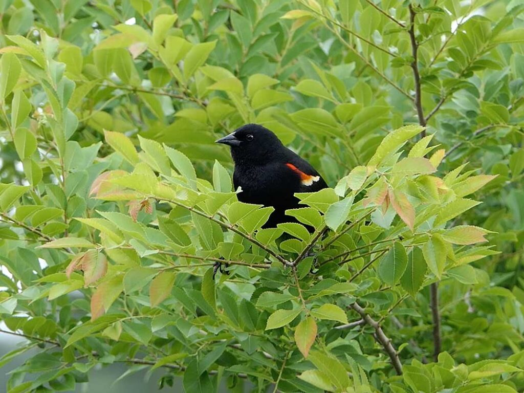 Red-winged Blackbird