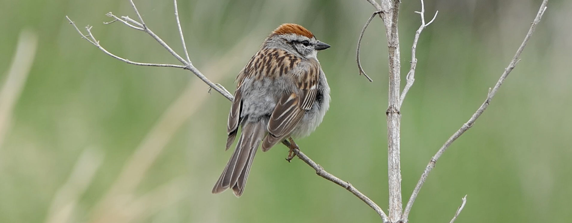 ResourcesBirdWalkBanner